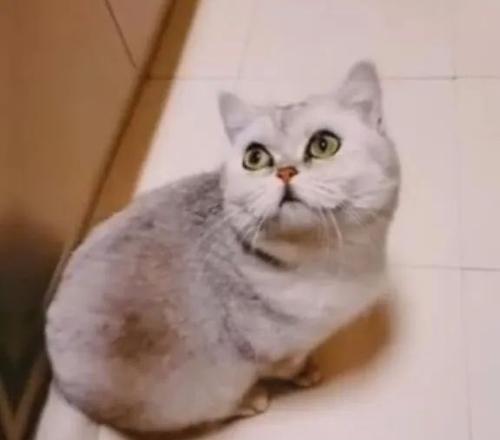 猫生完小猫多久再发情，回家又需等待多久？