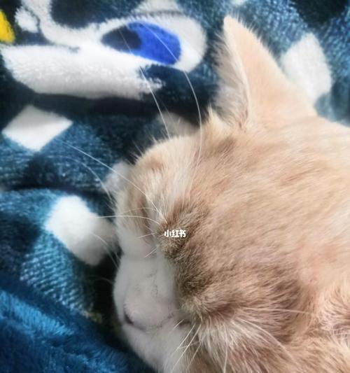 猫咪生完小猫为什么要留水（探究母猫哺乳期间的水分需求及保健方法）