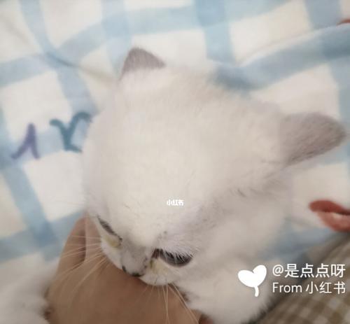 宠物猫为何会咬人（探究猫咬人的原因和防范措施）