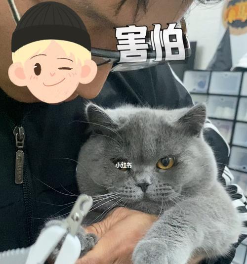 宠物猫太凶了怎么办（猫咪指甲剪不下来该怎么办）