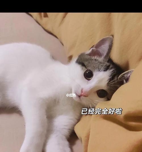 宠物流鼻涕怎么办（以猫为例）