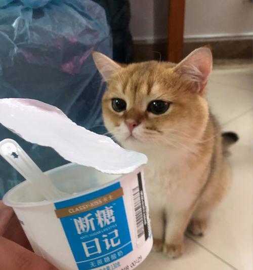 猫咪爱吃什么水果（揭秘猫咪偏爱的水果种类及营养价值）