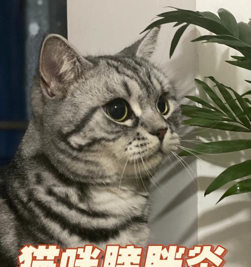 猫咪膀胱容量有多大（了解宠物健康必知的膀胱容量知识）