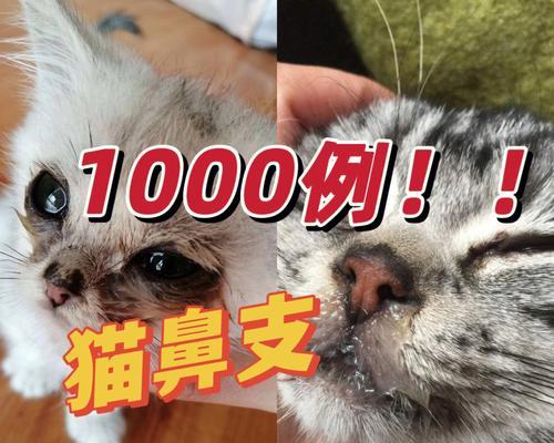 猫咪鼻孔流血的原因和治疗方法（宠物猫流血鼻孔不是小事）