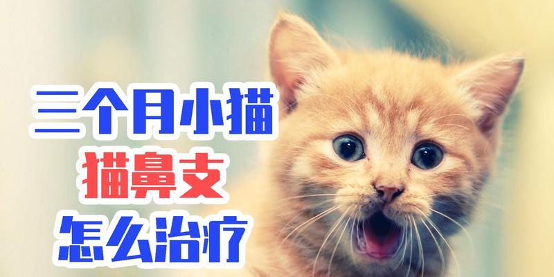 猫咪鼻气支治疗方法大揭秘（宠物猫鼻气支治疗）