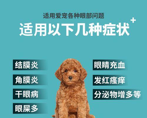 猫咪鼻支用药指南（以宠物为主）