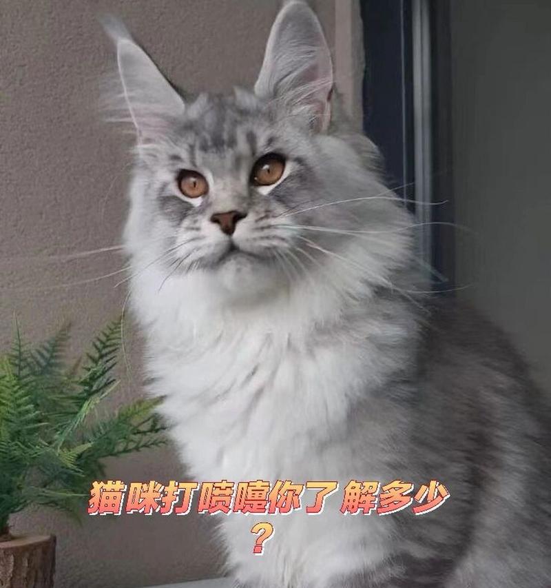 猫咪鼻子边缘痒痒怎么办（宠物护理技巧）