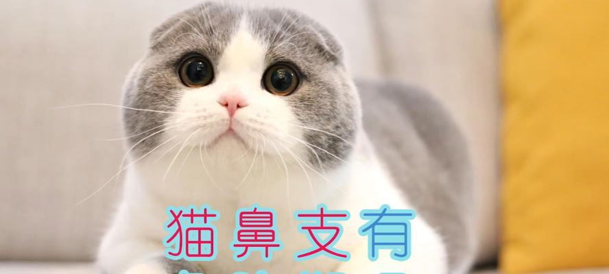 猫咪的鼻塞症状与治疗（如何帮助宠物缓解鼻塞困扰）