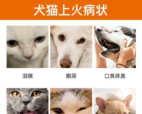 猫咪口腔健康攻略（预防和治疗口腔常见病）