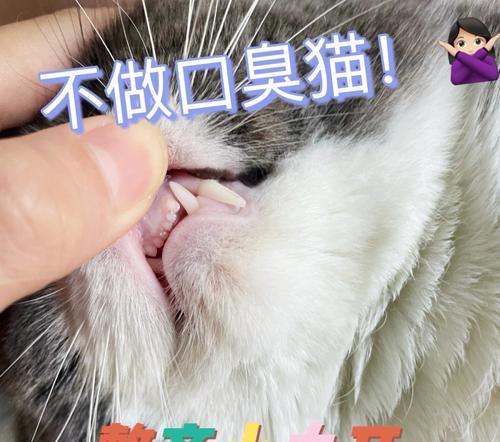 猫咪口腔溃疡治疗指南（宠物爱好者必看）