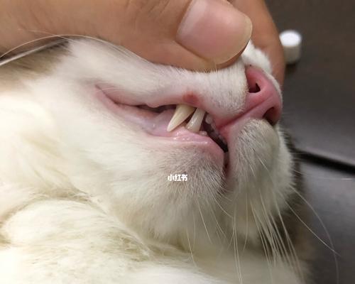 如何给宠物猫咪进行口腔清洁（清洁宠物口腔）