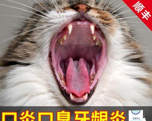 猫咪口腔炎吃什么药（为爱宠打造健康的口腔环境）