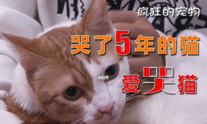 猫咪哭了，让我们一起了解她的心情（探究宠物哭泣的原因和方式）