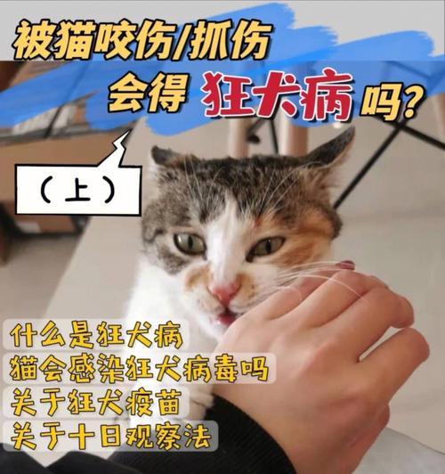 猫咪狂犬病发症状一览（了解猫咪狂犬病发症状）