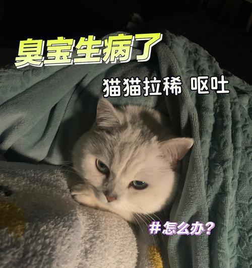 猫咪拉肚子，粪便酸酸怎么办（宠物猫的肠胃问题）