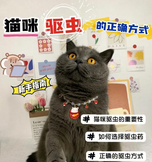 猫咪拉肚子驱虫，宠物爱护必备技能（如何正确驱虫）