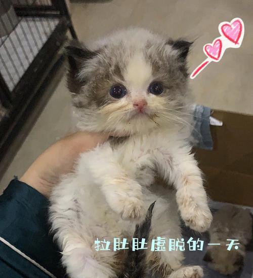 急救！猫咪拉肚子虚脱，该怎么办（以宠物为主）