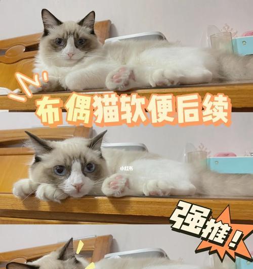 如何判断猫咪健康——以拉软便为主要标准（宠物的健康不能忽视）