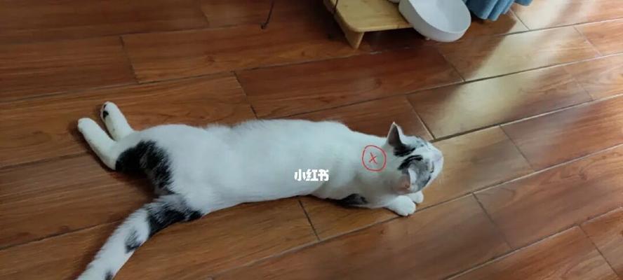 猫咪拉屎，谁在困扰（宠物主人必知的解决方法）