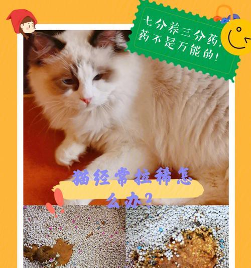 如何应对宠物猫咪拉稀和发烧（宠物饮食调理与疾病预防）