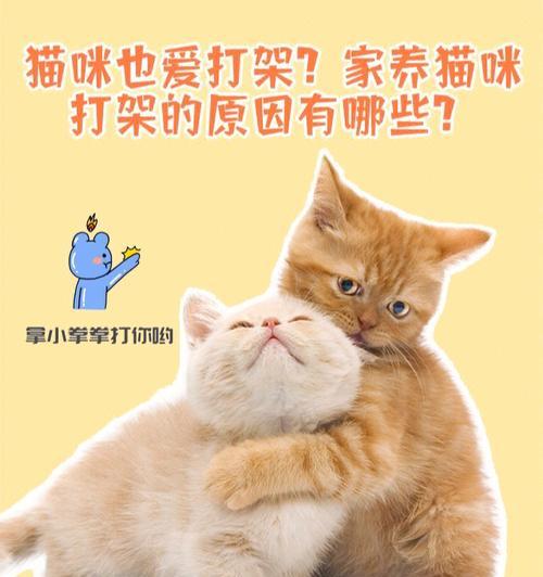 猫咪为什么老打架（探究猫咪打架的原因和解决方法）