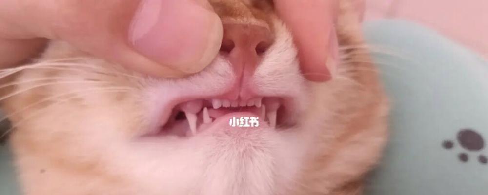 猫咪老叫导致牙齿脱落——宠物饮食和健康的重要性