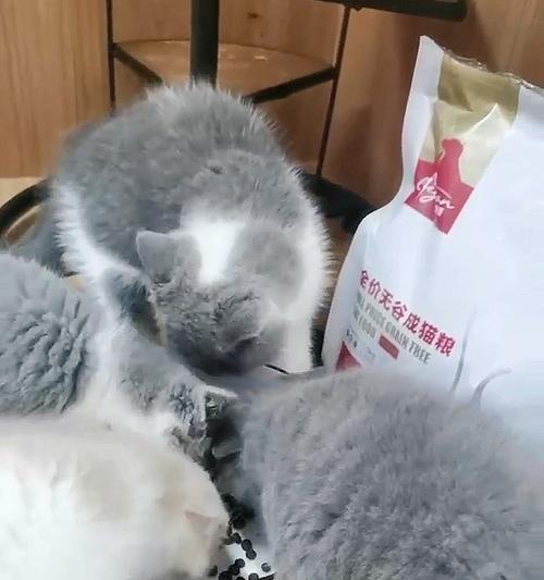 猫咪为何总是乱吃不吃猫粮（揭秘猫咪挑食的原因与解决方案）