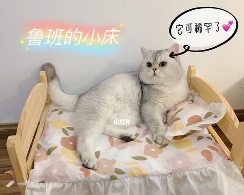 猫咪总是推床单的原因（探究猫咪爱推床单的心理和行为特点）