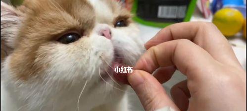 猫咪老是咽口水，你了解原因吗（揭秘猫咪咽口水的原因及应对方法）