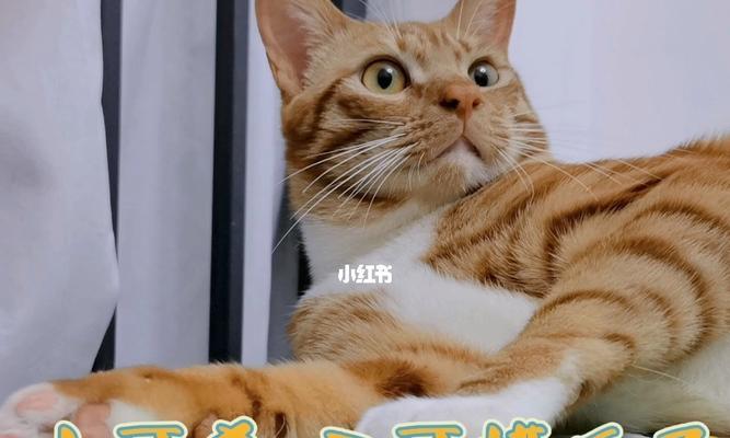 猫咪为什么总是用爪子洗脸（探究猫咪洗脸的原因及意义）