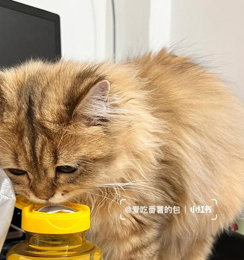 猫咪离乳期饮食不能乱喂（宠物护理-你需要知道的猫咪离乳期饮食知识）