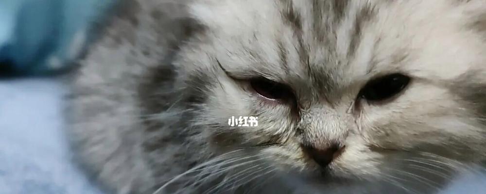 猫咪的脸和鼻子肿了，如何处理（常见原因和症状）