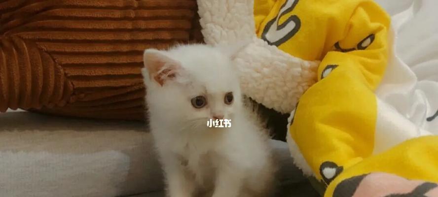 如何帮助两个月大的猫咪摆脱拉稀？