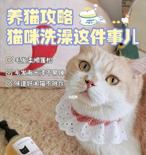 猫咪洗澡时间与注意事项（宠物猫两三个月能否洗澡）