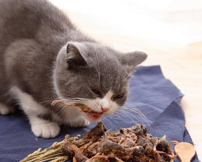 猫咪零食吃多了吐了，该怎么办（宠物饮食重要性）