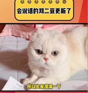 猫咪刘二豆的孩子成长日记（探索宠物成长的快乐与挑战）