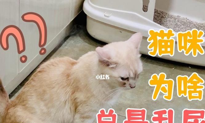 如何解决宠物猫咪乱撒尿食欲差的问题（用正确的方法）