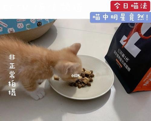 猫咪吃多了猫粮有风险吗（猫主人必读）