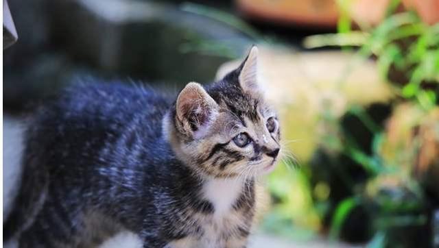 猫咪的饮食需求（从每次喂多少谈起）