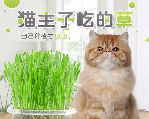 猫咪的日常猫草摄入量究竟多少合适（探究猫草对于猫咪健康的影响与合理喂养建议）