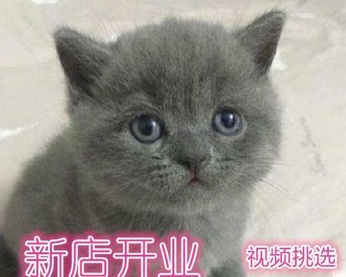 解析猫咪每天拉很多便便的原因（探究猫咪排便习惯）