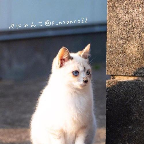 探秘天堂猫岛——猫咪们的世外桃源（领略宠物们的乐园——探访天堂猫岛）