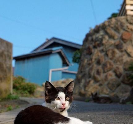 探秘天堂猫岛——猫咪们的世外桃源（领略宠物们的乐园——探访天堂猫岛）