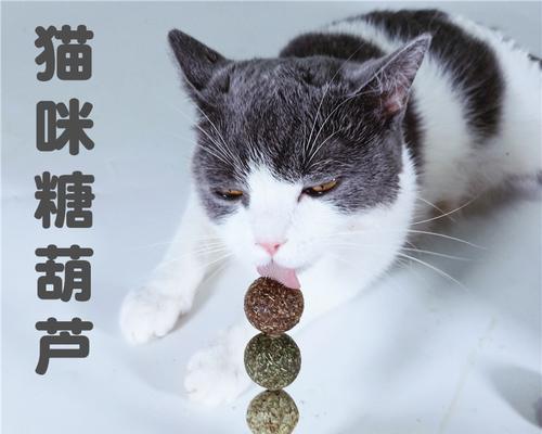 如何让宠物猫咪快乐地使用磨牙棒（让猫咪爱上磨牙棒的秘诀）