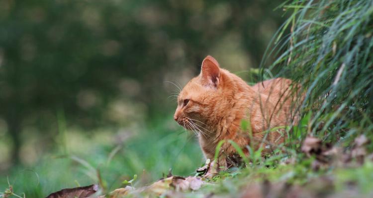 如何应对宠物猫咪闹春问题（掌握正确方法）