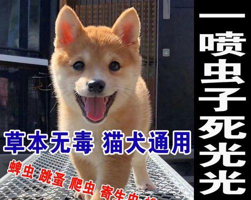 宠物猫咪内外驱虫多久一次（如何科学合理地驱虫）