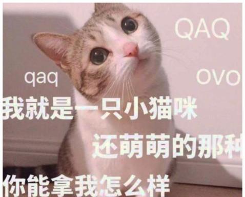 可以给猫咪吃白米饭吗（宠物主人必看）