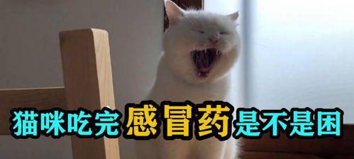 宠物猫咪能吃哪些人类感冒药（掌握这些知识）