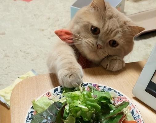 宠物猫能否吃胡萝卜（了解猫咪的饮食习惯）