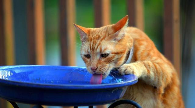 猫咪的食物范围和反应（宠物猫咪能否吃人吃的食物）